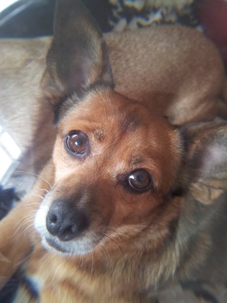 Mica